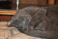 The grey cat sleeps on the bed with its nose covered Royalty Free Stock Photo