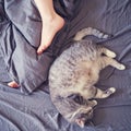 Grey cat sleeps on the bed at the woman`s legs