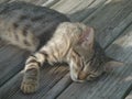 Grey cat sleeps on the floor