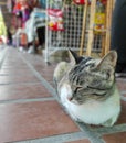 Grey Cat sleepy on the ground, walkway in souvenir market at Wat Phra Thad Shae Hang, NAN province. Royalty Free Stock Photo