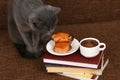 grey cat smells the rolls with poppy seeds and white Cup of black coffee. Royalty Free Stock Photo