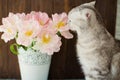 Grey cat sniff flowers. Bouquet of tulips with pink and white petals in white metal vase. Royalty Free Stock Photo