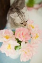 Grey cat sniff flowers. Bouquet of tulips with pink and white petals in white metal vase. Royalty Free Stock Photo