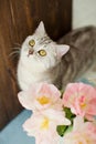 Grey cat sniff flowers. Bouquet of tulips with pink and white petals in white metal vase. Royalty Free Stock Photo