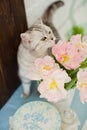 Grey cat sniff flowers. Bouquet of tulips with pink and white petals in white metal vase. Royalty Free Stock Photo