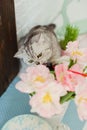 Grey cat sniff flowers. Bouquet of tulips with pink and white petals in white metal vase Royalty Free Stock Photo