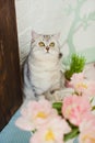 Grey cat sniff flowers. Bouquet of tulips with pink and white petals in white metal vase Royalty Free Stock Photo