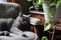 grey cat snoozing on a padded chair, next to a potted plant on a desk