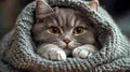 Grey cat snuggled in a cozy knitted blanket Royalty Free Stock Photo