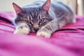 The grey cat stretched out its paws on the red bed