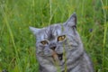 British grey cat on a summer walk with a surprised funny feeling of pet Care, natural food and vitamins for Pets. Fluffy treatment