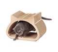 Grey cat using cardboard scratching post on white background Royalty Free Stock Photo