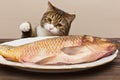 Grey cat wants to steal a big fish Royalty Free Stock Photo