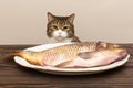 Grey cat wants to steal a big fish Royalty Free Stock Photo