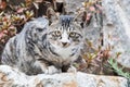 A Grey Cat On a Rock. Royalty Free Stock Photo