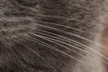 Grey cat whiskers close-up Royalty Free Stock Photo