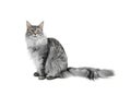 Grey cat on white background Royalty Free Stock Photo