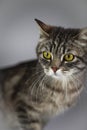 Grey cat on white background