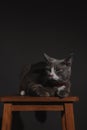 Grey cat with white pattern sitting on chair with little smile Royalty Free Stock Photo