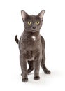 Grey Cat White Spot Standing Looking Forward Royalty Free Stock Photo