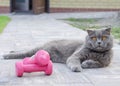 A grey cat in the yard Royalty Free Stock Photo