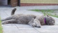 A grey cat in the yard Royalty Free Stock Photo