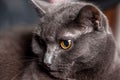 Grey cat with yellow eyes.Close up Royalty Free Stock Photo