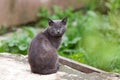 Grey cat Royalty Free Stock Photo