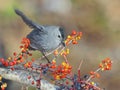 Grey Catbird Royalty Free Stock Photo