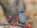 Grey Catbird Royalty Free Stock Photo