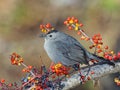 Grey Catbird Royalty Free Stock Photo
