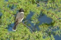 GREY CATBIRD