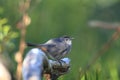 Grey Catbird Royalty Free Stock Photo