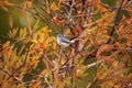 Grey catbird Dumetella carolinensis Royalty Free Stock Photo