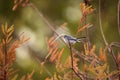 Grey catbird Dumetella carolinensis Royalty Free Stock Photo