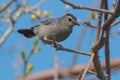 Grey Catbird - Dumetella carolinensis Royalty Free Stock Photo