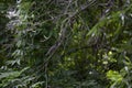 Grey Catbird in a Bush Royalty Free Stock Photo