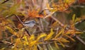 Grey catbird Dumetella carolinensis Royalty Free Stock Photo