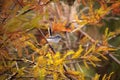 Grey catbird Dumetella carolinensis Royalty Free Stock Photo