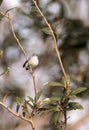 Grey catbird Dumetella carolinensis Royalty Free Stock Photo