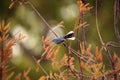 Grey catbird Dumetella carolinensis Royalty Free Stock Photo