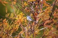 Grey catbird Dumetella carolinensis Royalty Free Stock Photo