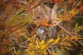 Grey catbird Dumetella carolinensis Royalty Free Stock Photo