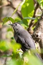 Grey Catbird (Dumetella carolinensis) Royalty Free Stock Photo