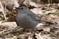 Grey Catbird - Dumetella carolinensis Royalty Free Stock Photo