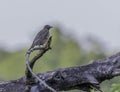 grey catbird on a limb Royalty Free Stock Photo