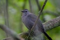 Grey Catbird perched in a tree Royalty Free Stock Photo