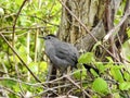 Grey Catbird Perched in a Tree in Sandy Hook, New Jersey