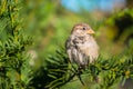 Grey catbird perching Royalty Free Stock Photo