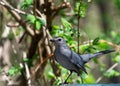 Grey catbird standing with green foilage background Royalty Free Stock Photo